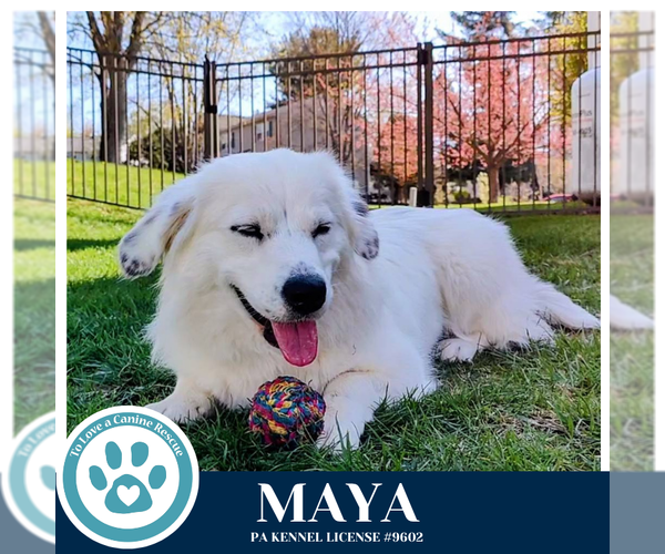 Medium Photo #3 Australian Shepherd-Unknown Mix Puppy For Sale in Kimberton, PA, USA