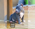 Small Photo #12 American Bully Puppy For Sale in ROCKVILLE, MD, USA