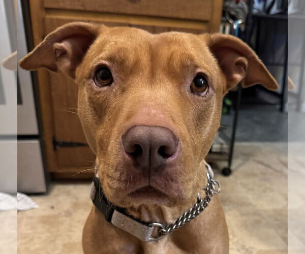 Medium Photo #1 American Pit Bull Terrier-Unknown Mix Puppy For Sale in Raleigh, NC, USA