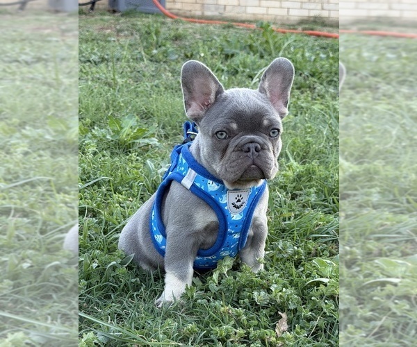 Medium Photo #1 French Bulldog Puppy For Sale in JACKSBORO, TX, USA