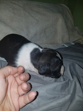 Medium Photo #8 American Pit Bull Terrier Puppy For Sale in GRIFFIN, GA, USA