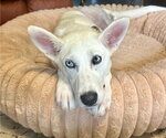 Small white german shepherd Mix