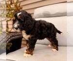 Small #2 Bernedoodle (Miniature)
