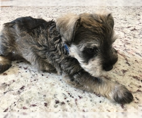 Medium Photo #6 Schnauzer (Miniature) Puppy For Sale in VALRICO, FL, USA