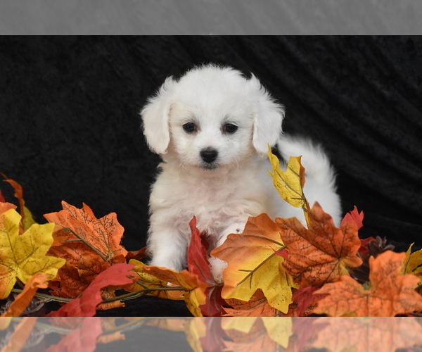 Medium Photo #4 Bichpoo Puppy For Sale in ELDORADO, OH, USA