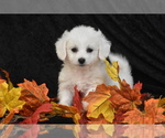 Small #3 Bichpoo