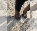 Small Photo #11 Rottweiler Puppy For Sale in YUCCA VALLEY, CA, USA