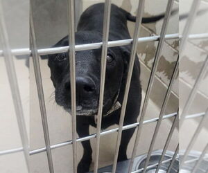 Labrador Retriever-Unknown Mix Dogs for adoption in Decatur, IL, USA