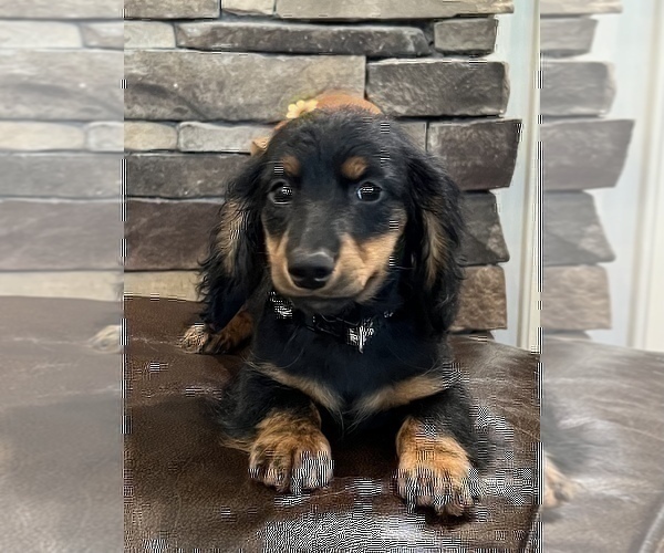 Medium Photo #4 Dachshund Puppy For Sale in NOBLESVILLE, IN, USA