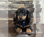 Small Photo #4 Dachshund Puppy For Sale in NOBLESVILLE, IN, USA
