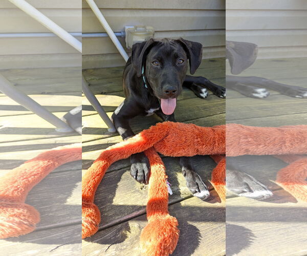 Medium Photo #3 Great Dane-Labrador Retriever Mix Puppy For Sale in Plainfield, IL, USA