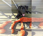 Small #2 Great Dane-Labrador Retriever Mix