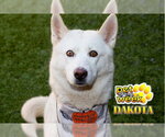 Small #2 Siberian Husky