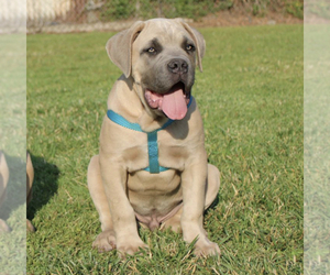 Cane Corso Puppy for sale in POMONA, CA, USA