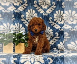 Miniature Labradoodle Puppy for sale in NOTTINGHAM, PA, USA