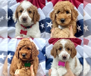 Goldendoodle Litter for sale in NEW BERN, NC, USA