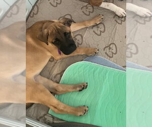 Mutt Dogs for adoption in Holly Springs, NC, USA