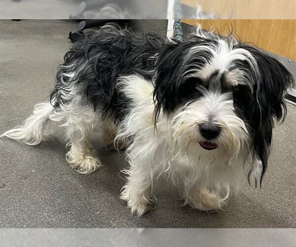 Medium Photo #1 Shih Tzu-Unknown Mix Puppy For Sale in Forestville, MD, USA