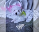 Small Photo #7 Maltese Puppy For Sale in PISCATAWAY, NJ, USA
