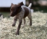 Puppy Milo German Shorthaired Pointer