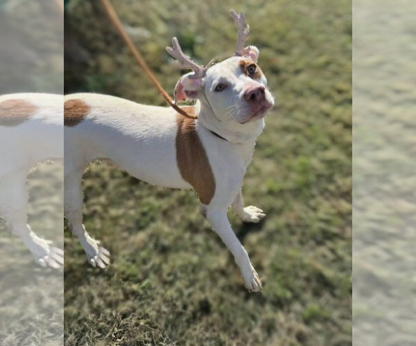Medium Photo #4 American Staffordshire Terrier-Labrador Retriever Mix Puppy For Sale in Jackson, MS, USA