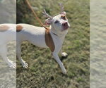 Small #3 American Staffordshire Terrier-Labrador Retriever Mix