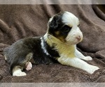 Small Photo #16 Australian Shepherd Puppy For Sale in EUSTIS, FL, USA