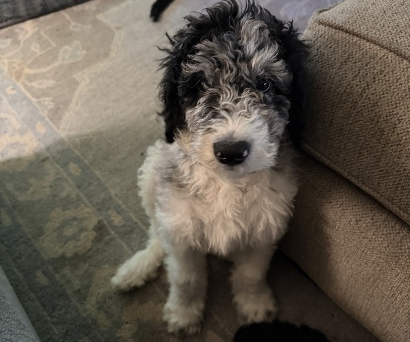 Medium Photo #8 Goldendoodle mix (+ Poodle Standard) Puppy For Sale in SOUTH BEND, IN, USA
