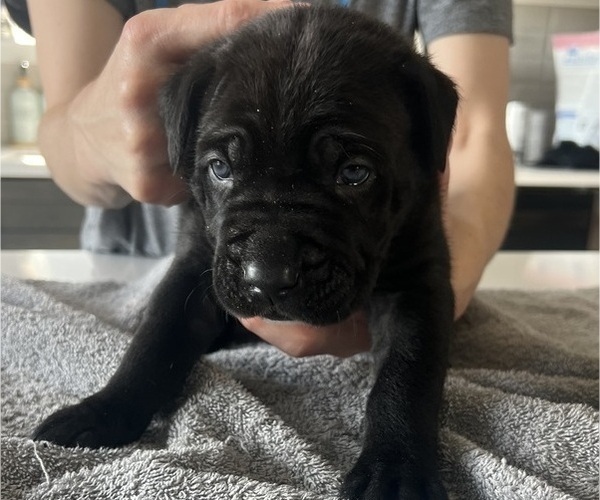 Medium Photo #26 Cane Corso Puppy For Sale in HORACE, ND, USA