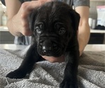 Small #25 Cane Corso
