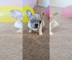 French Bulldog Puppy for sale in TAMPA, FL, USA