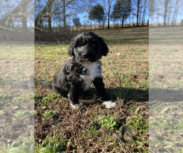 Medium Photo #15 Portuguese Water Dog Puppy For Sale in FLORENCE, AL, USA