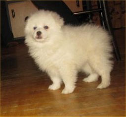 Miniature American Eskimo Puppy for sale in CAMPBELL, MN, USA