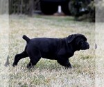 Small #4 Cane Corso