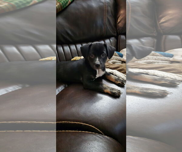 Medium Photo #1 Chiweenie Puppy For Sale in Ball Ground, GA, USA