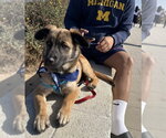 Small #18 Lhasa Apso Mix