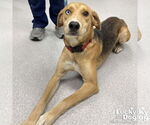 Small #1 Retriever  Mix