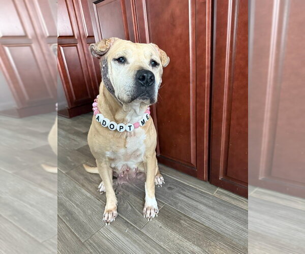 Medium Photo #2 Mutt Puppy For Sale in Evansville, IN, USA