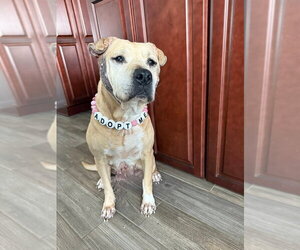 Frieda - Female Mutt Dog for Adoption - Photo #2