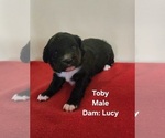 Puppy Toby Miniature Australian Shepherd-Poodle (Toy) Mix