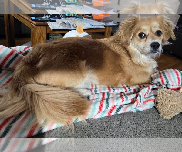 Medium Photo #5 Dachshund-Unknown Mix Puppy For Sale in Denver , CO, USA