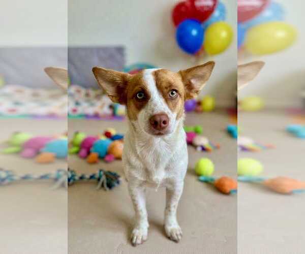 Medium Photo #2 Mutt Puppy For Sale in Queen Creek, AZ, USA