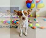 Small #1 Mutt