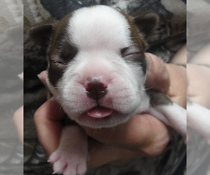 Boston Terrier Puppy for sale in CRKD RVR RNCH, OR, USA