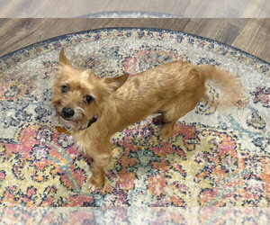 Mutt Dogs for adoption in Andover, MN, USA
