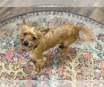 Small Mutt