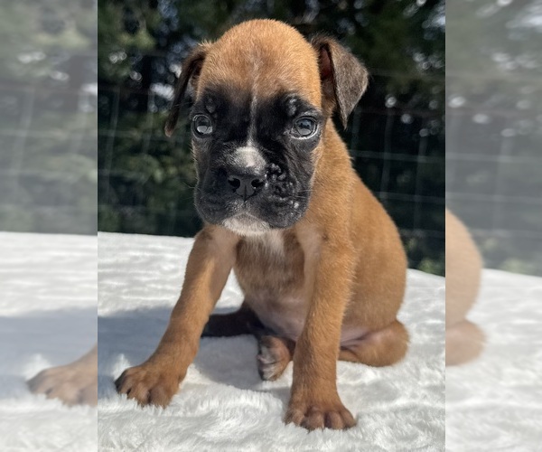 Medium Photo #8 Boxer Puppy For Sale in PAWNEE CITY, NE, USA
