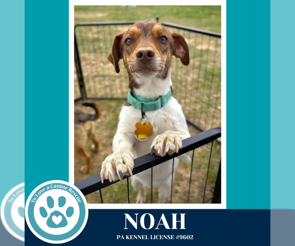 Medium Photo #2 Jackshund Puppy For Sale in Kimberton, PA, USA