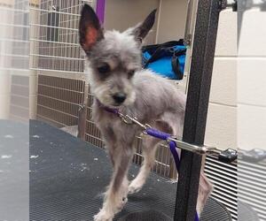 Mutt Dogs for adoption in Springfield, MA, USA
