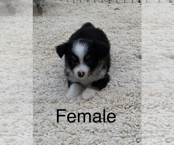 Medium Photo #14 Miniature Australian Shepherd Puppy For Sale in HOULKA, MS, USA